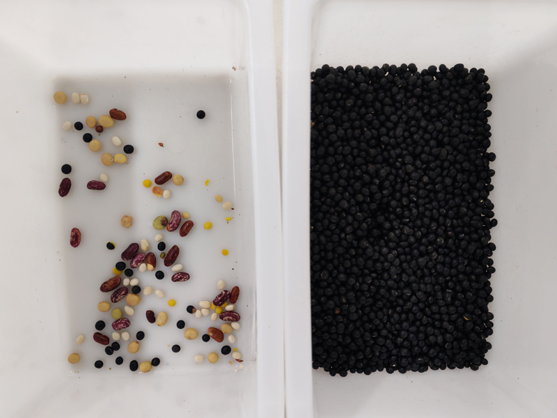 Mini clasificadora de color para frijoles negros con una precisión de clasificación del 99,99 %