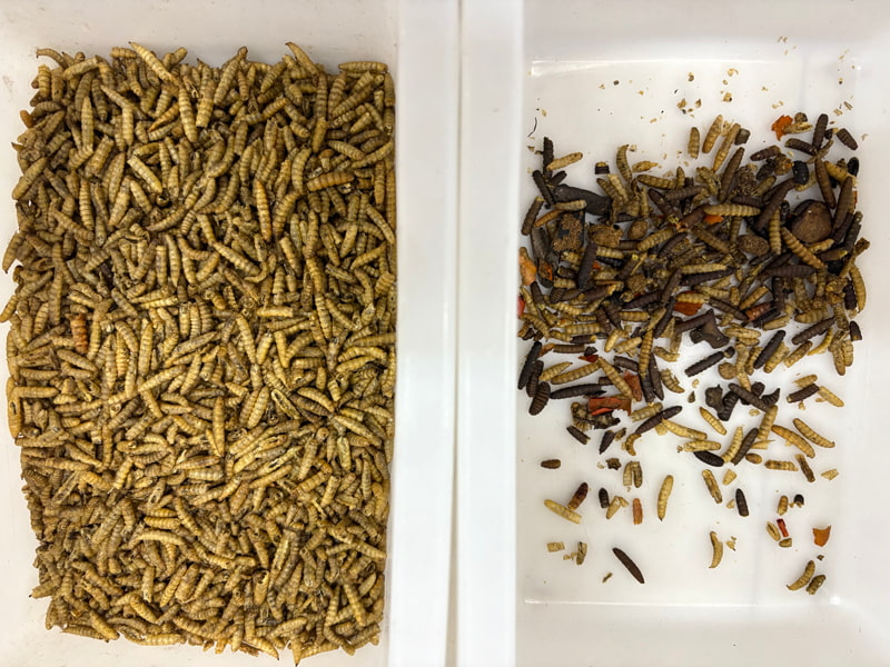 TOPSORT Insect mealworm color sorter