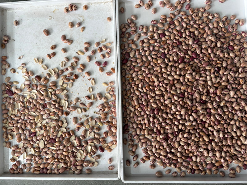 Clasificador de color con aprendizaje profundo TOPSORT AI para frijoles arrugados y medio arrugados