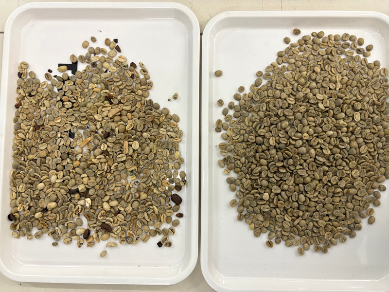 TOPSORT, clasificador de color de granos de café con IA y nueva tecnología de aprendizaje profundo.