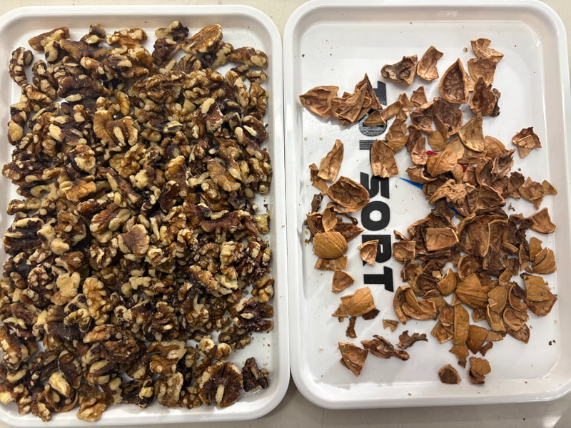 Clasificadora de color TOPSORT para nueces con IA y cámaras de alta resolución.