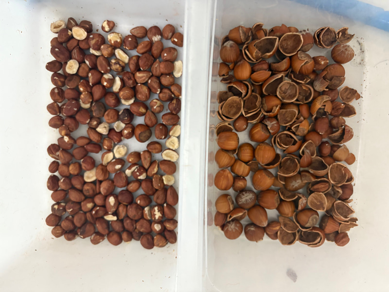 TOPSORT Clasificador de nueces (con cáscara y sin hueso) mediante IA con tecnología de aprendizaje profundo.