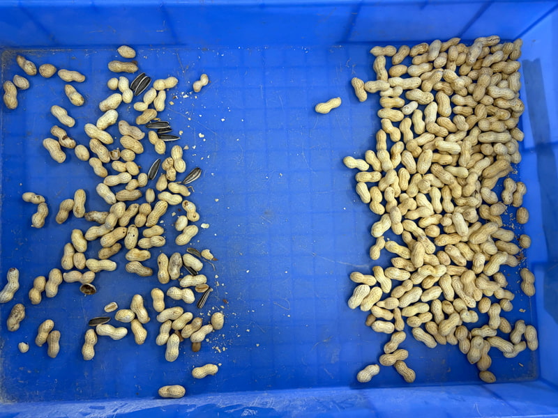 Clasificadora de color de cacahuetes TOPSORT de 2 tolvas con alta precisión de clasificación