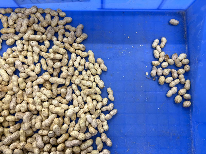 Clasificadora de color de cacahuetes TOPSORT de 2 tolvas con función de clasificación por forma